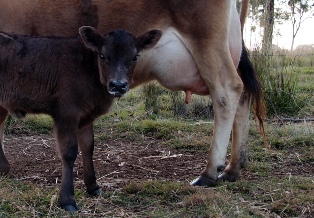 Keeping a house cow